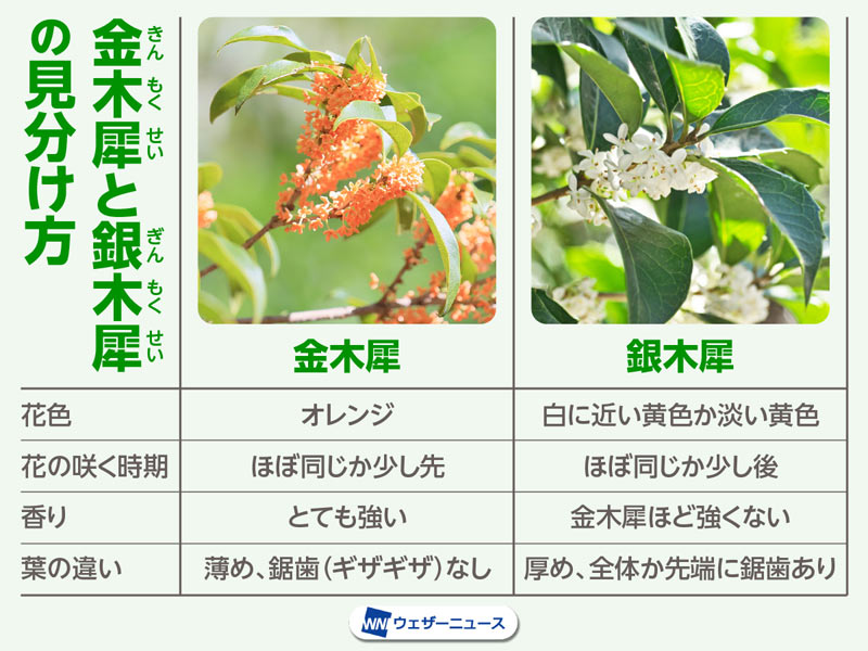銀木犀と金木犀の違いや見分け方は？ - ウェザーニュース