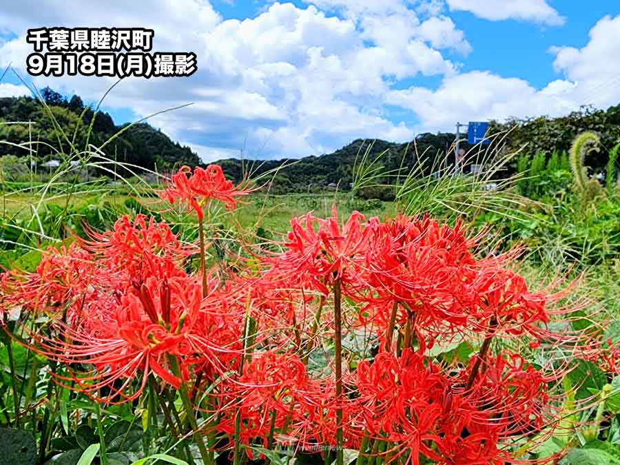 彼岸花には毒がある？ ヒガンバナにまつわる3つの豆知識 - ウェザー ...