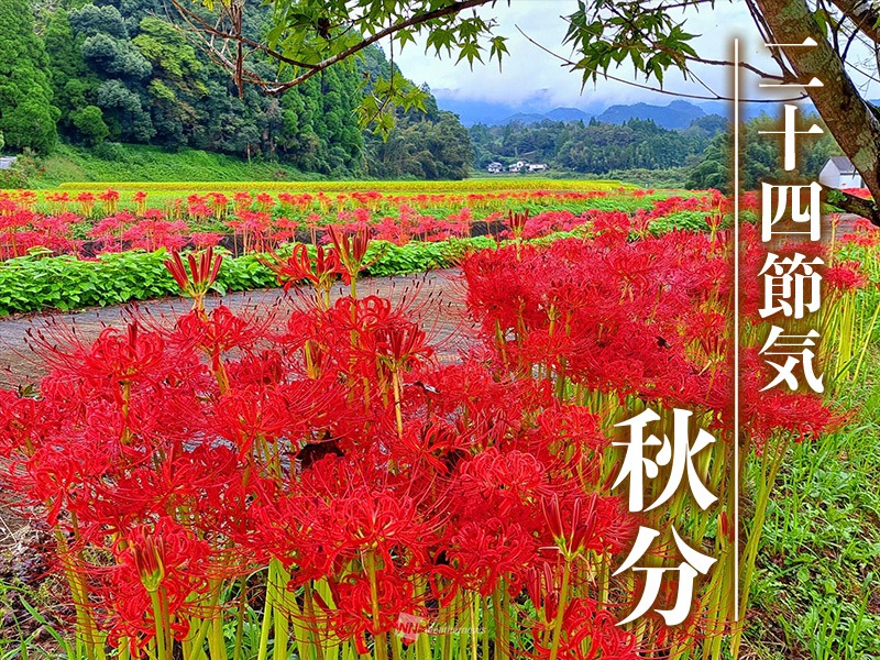 二十四節気「秋分」 秋分に咲く花は地獄の花？天界の花？