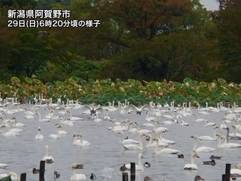 冬の使者が続々飛来 新潟瓢湖の白鳥 - ウェザーニュース