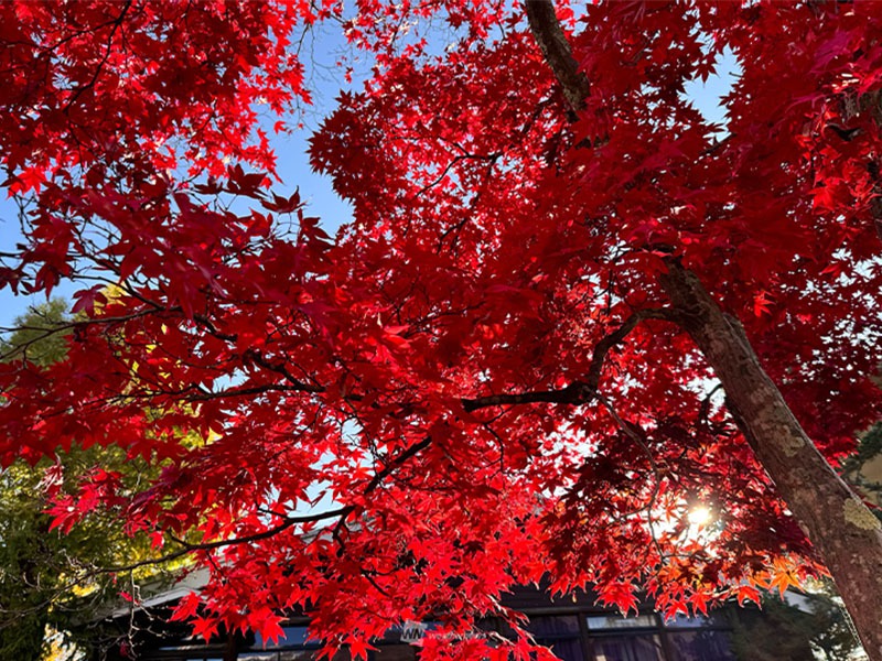 色づき方で呼び方が変わる「もみじ」と「かえで」 - ウェザーニュース