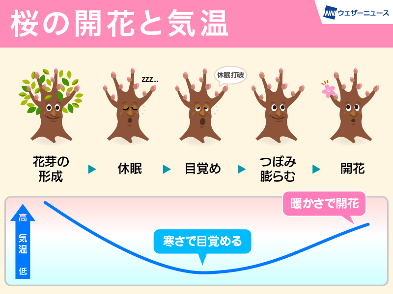 沖縄・奄美地方の桜開花予想 1月中に開花ラッシュか