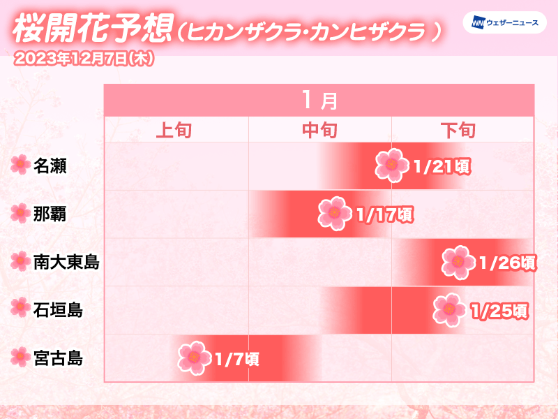 沖縄・奄美地方の桜開花予想 1月中に開花ラッシュか