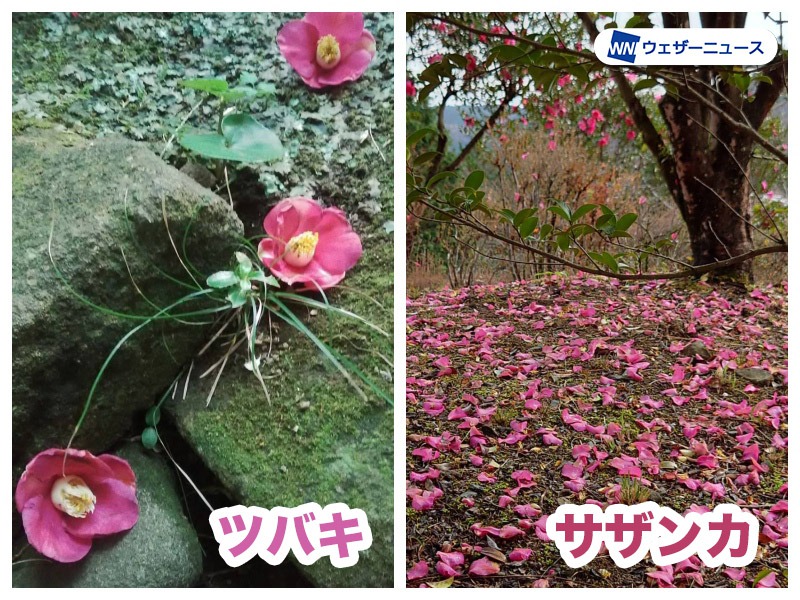 サンサカ」から読み方が変わった ツバキに似た花とは？