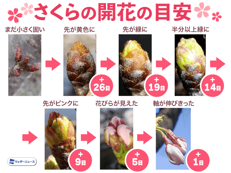 桜のつぼみ報告が予報精度に貢献！気温を考慮して開花日を予想