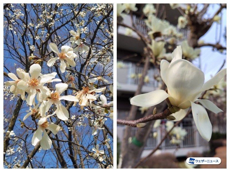 モクレンとコブシの見分け方は？ ほぼ同時に咲く白い花 - ウェザーニュース