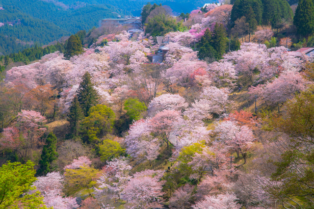さやま桜様 さやま桜様