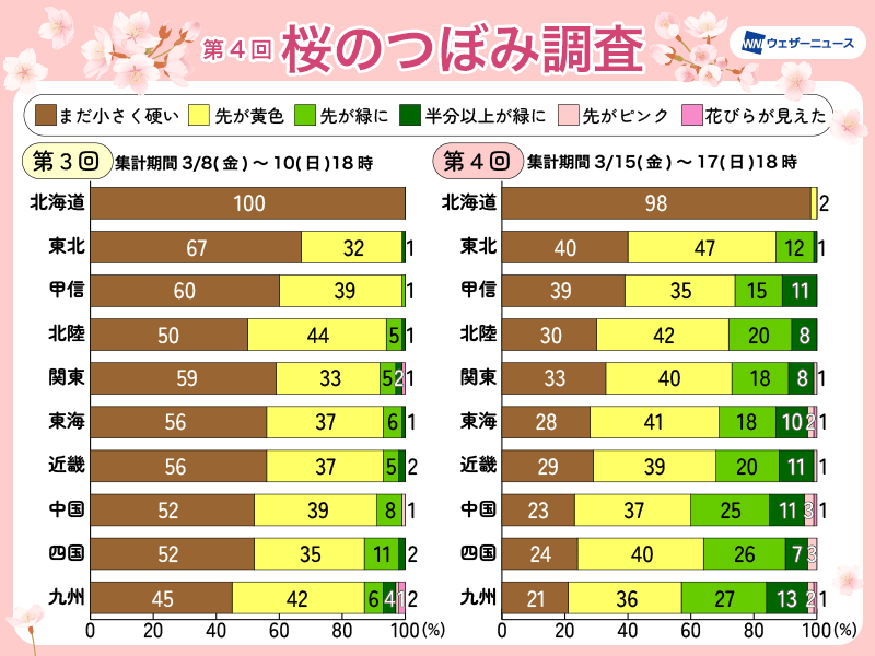 週末の暖かさでつぼみが一気に生長 この先は開花に向けて変化大きい時期 - ウェザーニュース