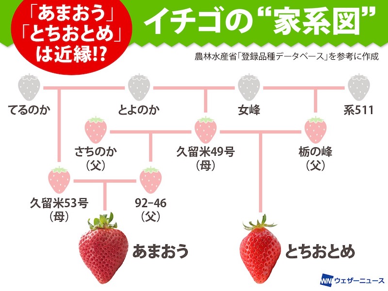 あまおう」と「とちおとめ」は近縁!? イチゴの “家系図”