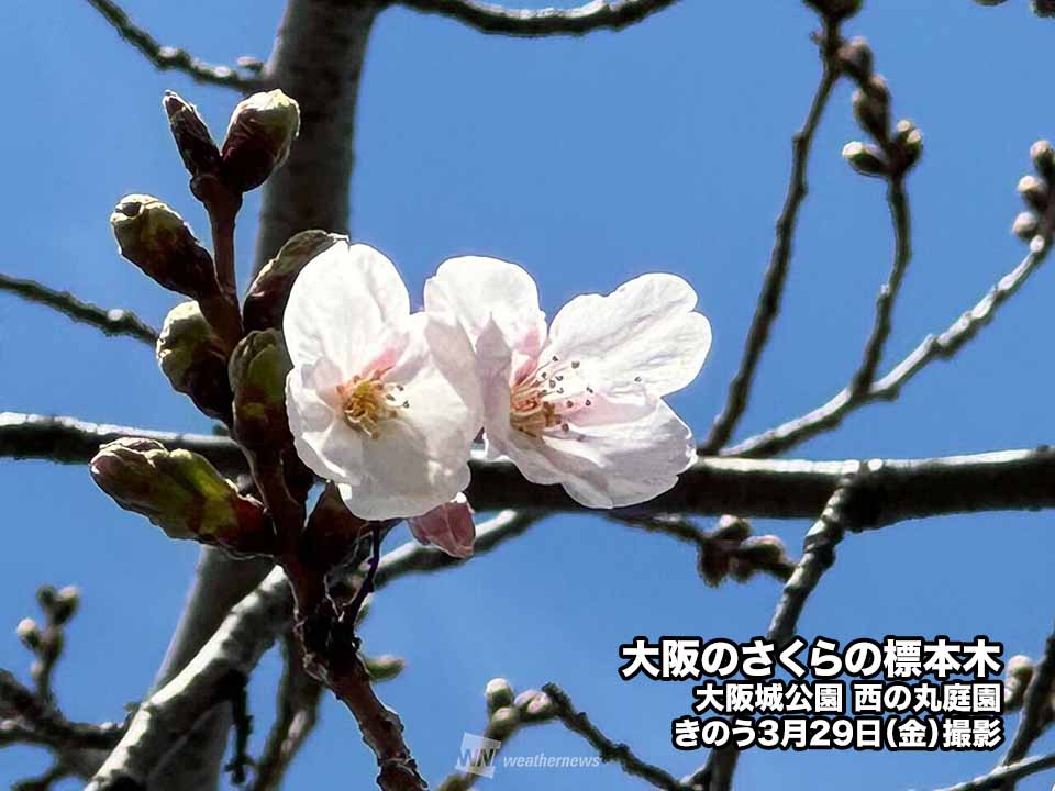 Osaka Cherry Blossoms Bloom 11 Days Later Than Last Year: First Time in 8 Years