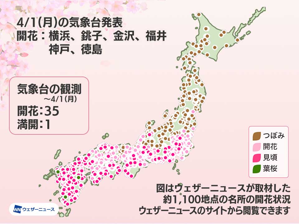 Cherry Blossom Blooming Announcements: Yokohama, Fukui, Tokushima, Kanazawa, Kobe, Choshi Meteorological Observatories