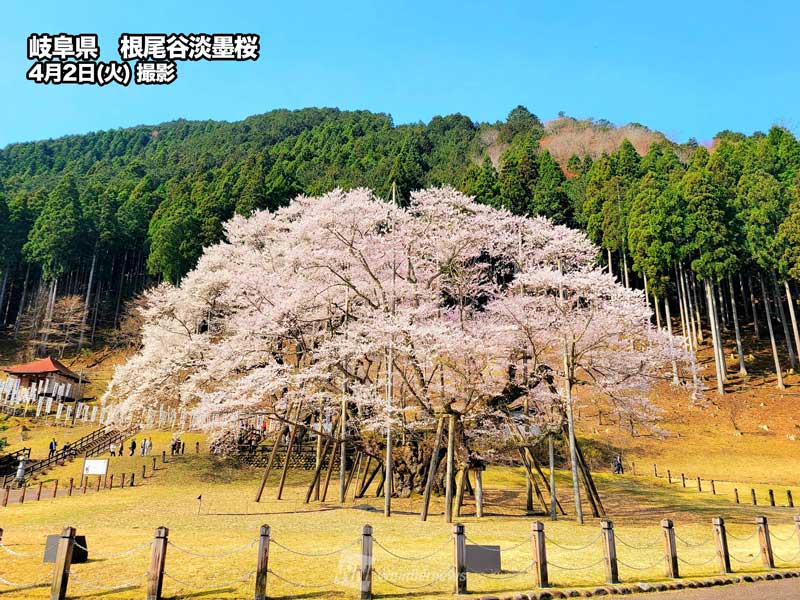 日本三大桜の根尾谷淡墨桜が見頃 西日本や東日本の桜は満開へ