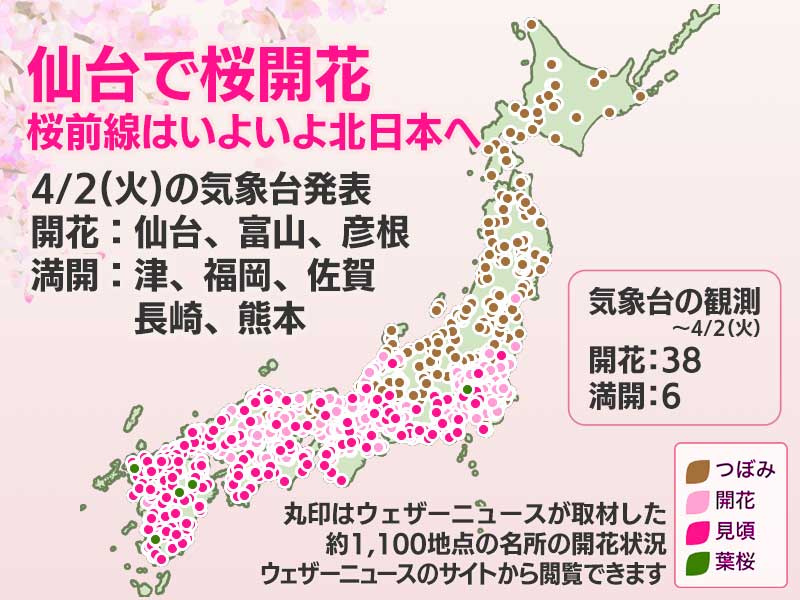 Cherry Blossom Bloom Forecast 2024: Updates, Locations, and Weather News