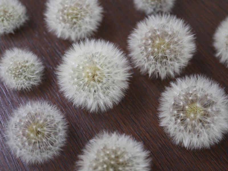 綿毛で遊ぶ！タンポポで作るふわふわパンダの作り方