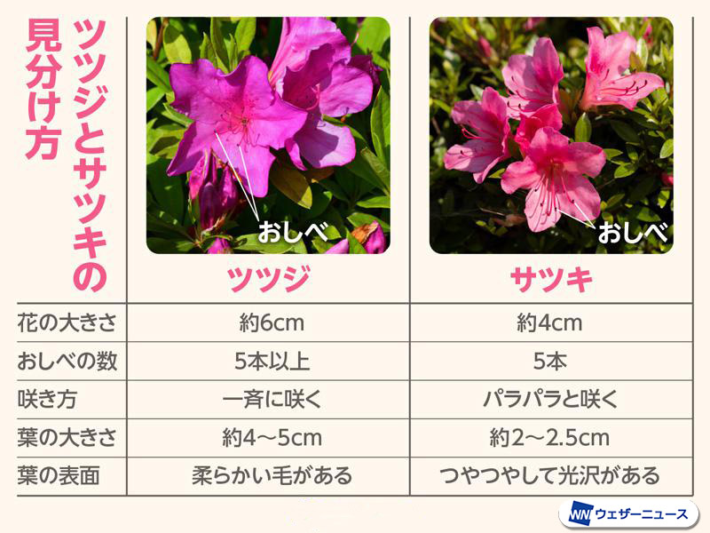 同じツツジ科ツツジ!? ツツジとサツキの見分け方