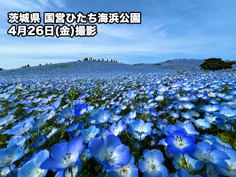 国営ひたち海浜公園でネモフィラが見頃 青空に溶け込むような絶景に - ウェザーニュース