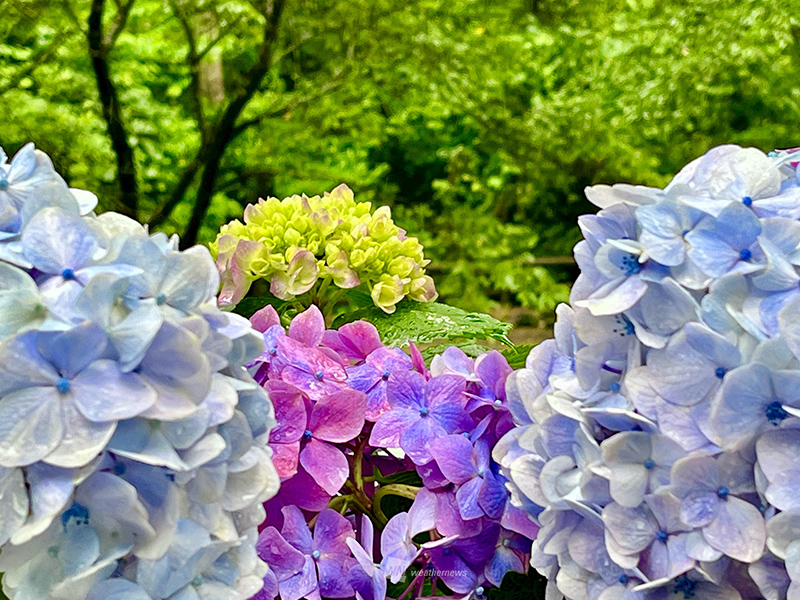 都道府県別 紫陽花の開花予想 2024 ウェザーニュース