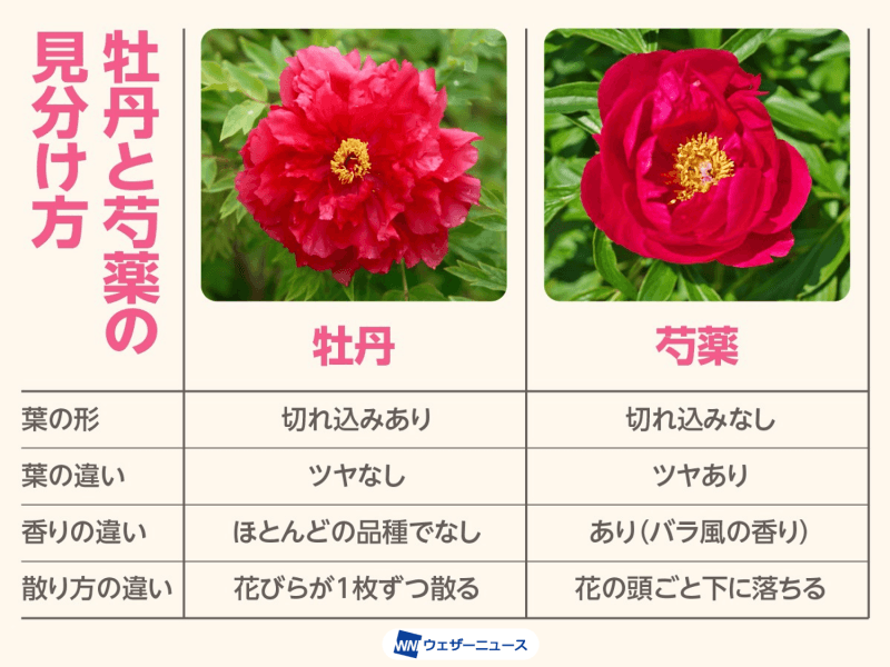 これからの季節を彩る名花、牡丹と芍薬の見分け方