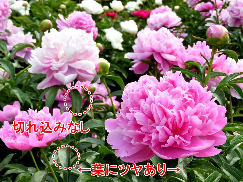 出産祝いなども豊富 これからの季節を彩る名花、牡丹と芍薬の見分け方 エケベリア・セダム