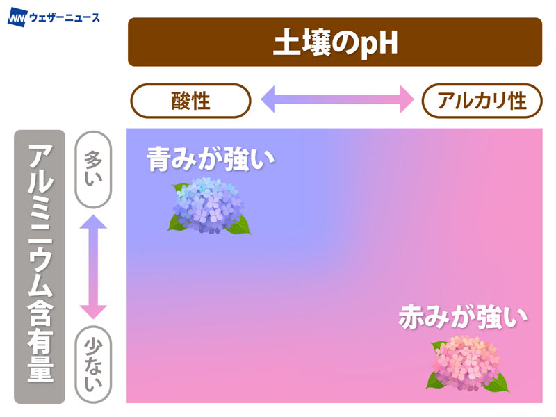 紫陽花(アジサイ)の花色が違う意外な理由とは？ 土が関係するの？