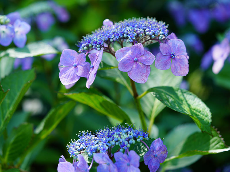 Not simply cherry blossoms!?  Attributable to international warming, the flower face of hydrangeas can also be altering.