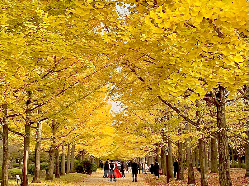 紅葉 今週末の見頃スポット情報 関東は土曜ほど紅葉狩り日和に - ウェザーニュース