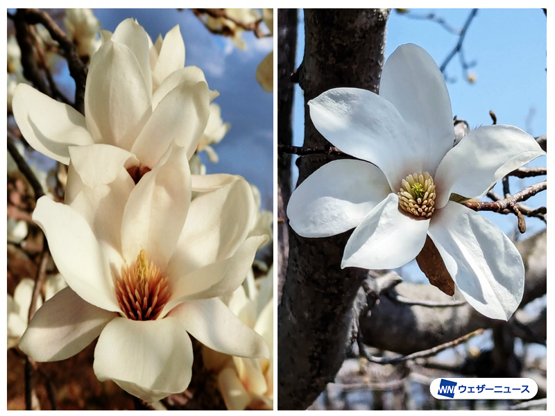 ほぼ同時に咲く花 モクレンとコブシの見分け方は？