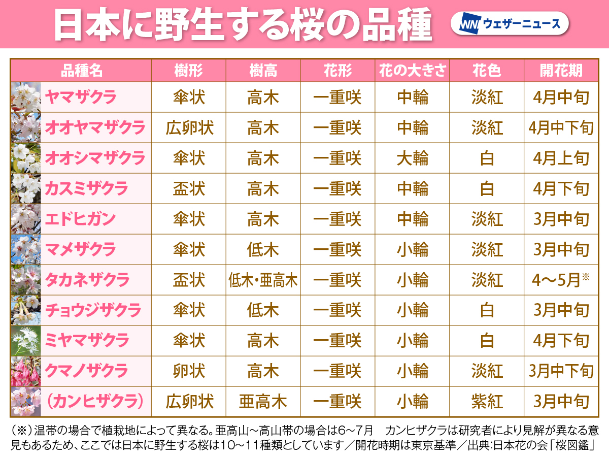 桜の基礎知識 昔からある“野生種”と改良された“里桜” 見頃の時期や特徴は