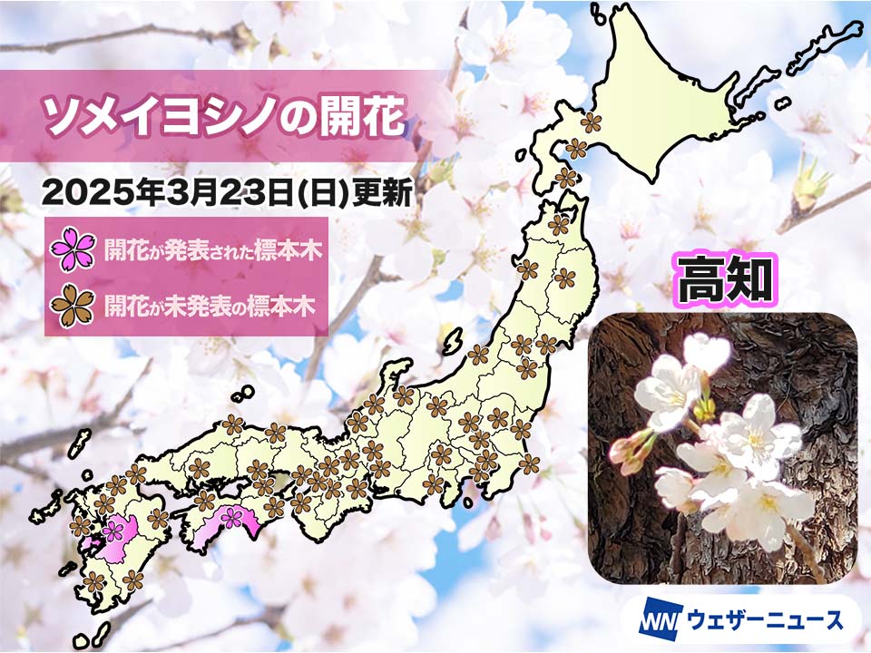 高知と熊本で桜が開花　今年全国で1番目のソメイヨシノ開花発表