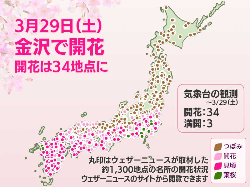 今日の桜開花状況3月29日(土) 金沢で桜開花 開花は7日間で34地点
