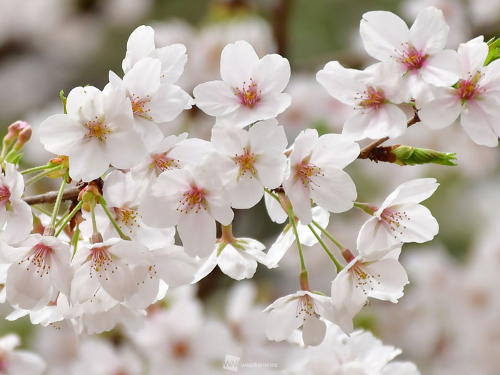 桜（ソメイヨシノ）の見頃と散り始めのサイン