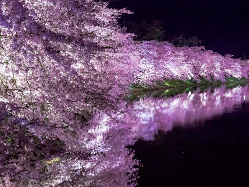 最古のソメイヨシノ」が塗り替えられた!? 三大桜名所、弘前公園