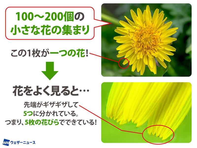 たんぽぽの花びらの数、何枚か知ってる？ 意外と知られていない