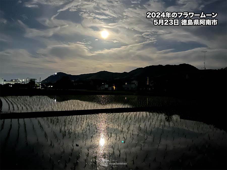 希星☆（きらり）23日満月フラワームーンかもめーる400枚 希星☆（きらり）23日満月フラワームーン様専用かもめーる400枚