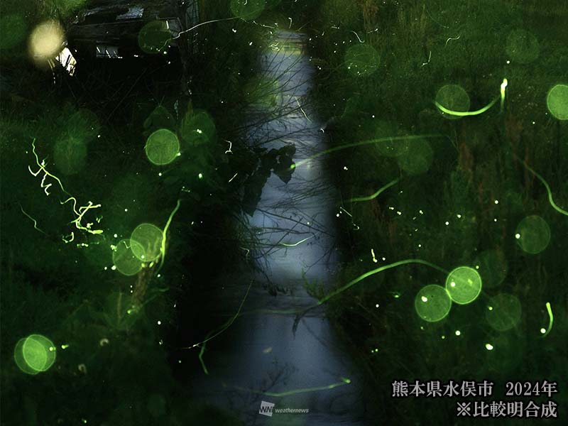 蛍（ほたる）の不思議な生態 キレイな水にしか生息できないって本当？