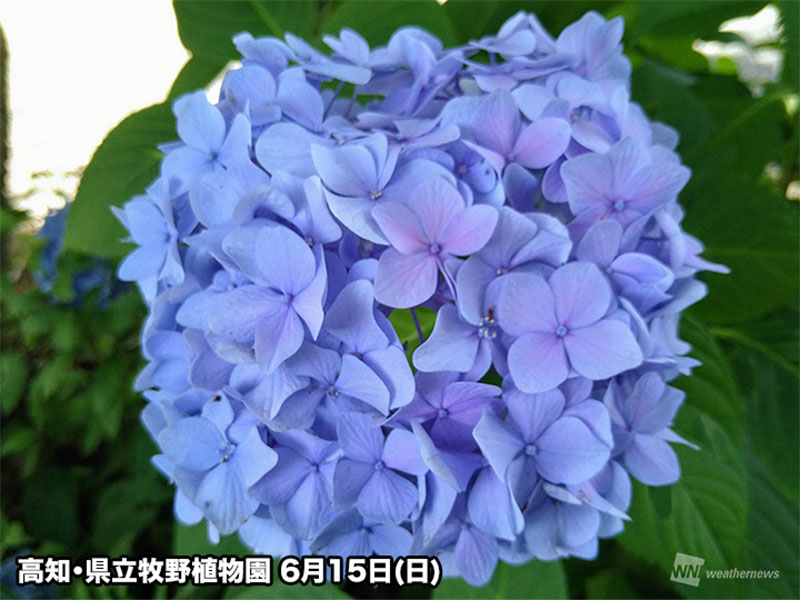 鎌倉や京都などでも今が見頃！ 今週末のおすすめ紫陽花スポット