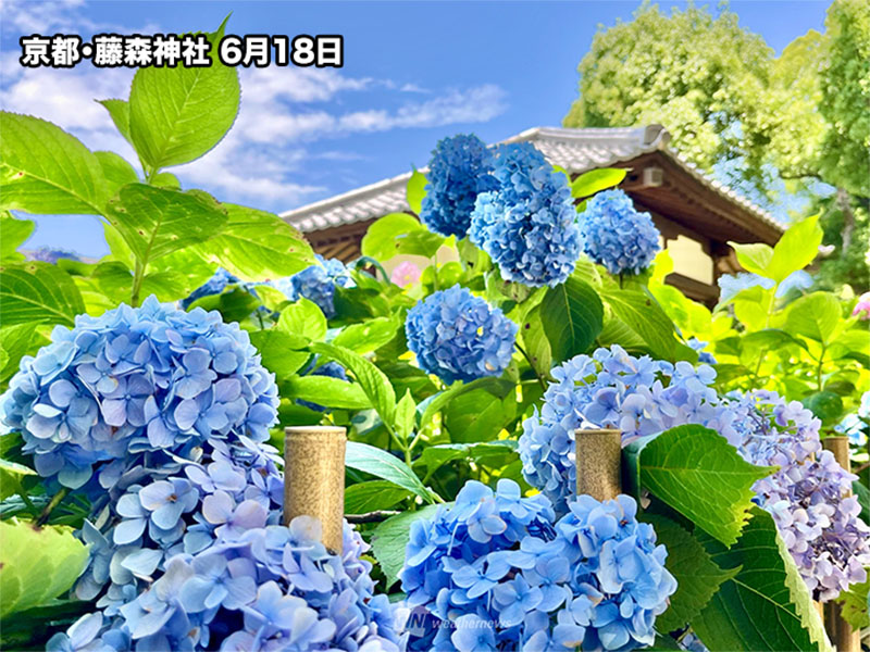 鎌倉や京都などでも今が見頃！ 今週末のおすすめ紫陽花スポット