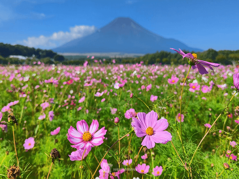 秋桜(あきざくら)」を「コスモス」と読むようになったのはなぜ？