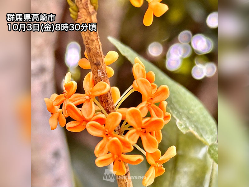 関東や東北などで金木犀が香り始める 秋めく季節を感じる