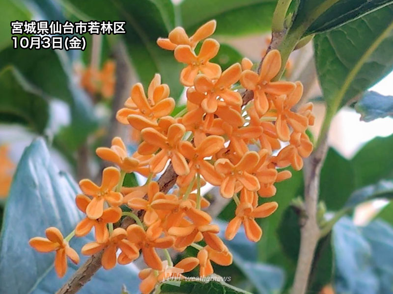 関東や東北などで金木犀が香り始める 秋めく季節を感じる