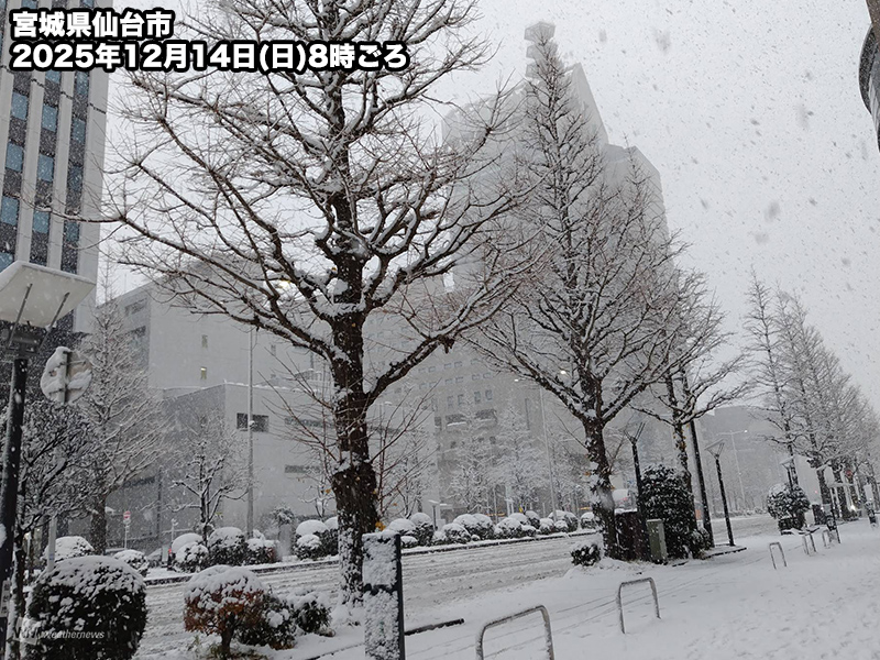 今朝は東北各地で雪に 仙台市で積雪7cmを観測