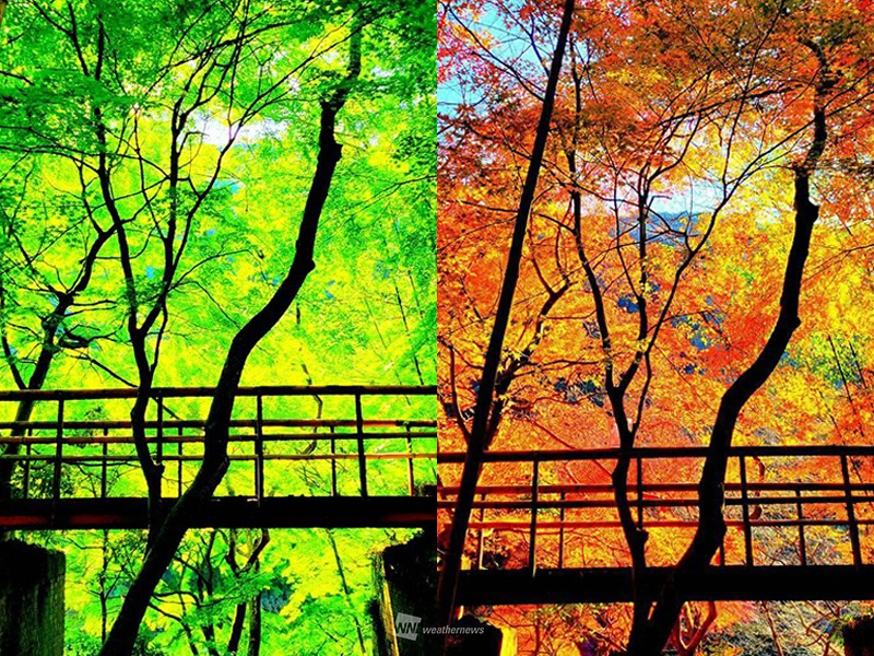 紅葉ビフォーアフター2025 彩りが深まった秋の絶景