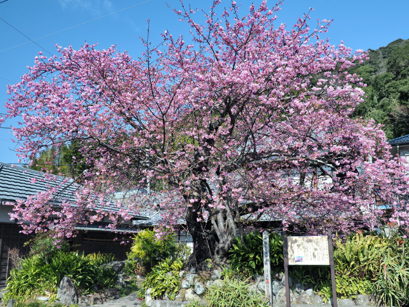 なぜ早く咲く？ “一足早い春”を感じる河津桜の秘密&花見スポット