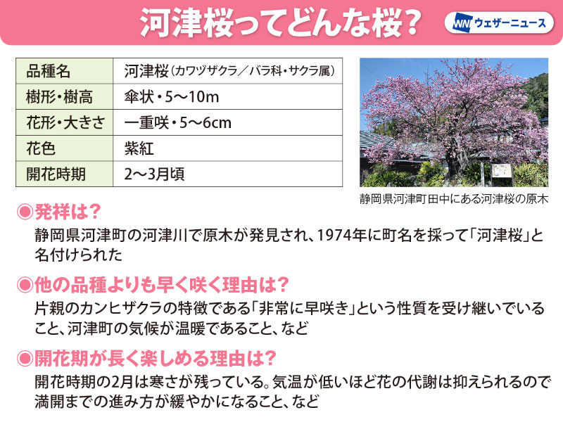 なぜ早く咲く？ “一足早い春”を感じる河津桜の秘密&花見スポット