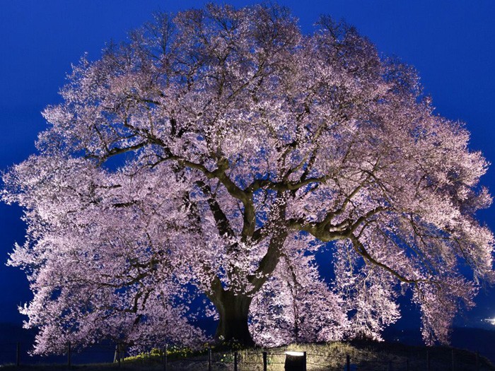 昼と夜でこんなに変わる 桜絶景ビフォーアフター ウェザーニュース