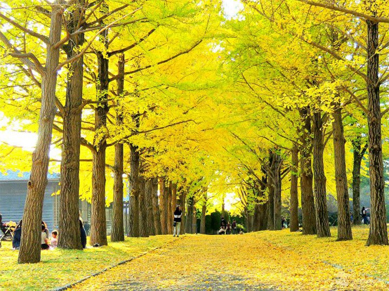 季節変わって景色ガラリ 紅葉の美麗な変化 ウェザーニュース