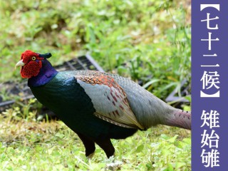 雉始雊】日本の国鳥でもあるキジってどんな鳥？ - ウェザーニュース