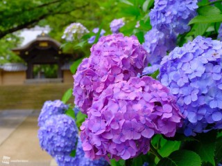 あじさい 吉備津神社 岡山 の紫陽花の見頃 様子