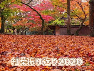 奥琵琶湖パークウェイ 滋賀 の紅葉見頃情報 紅葉情報 ウェザーニュース