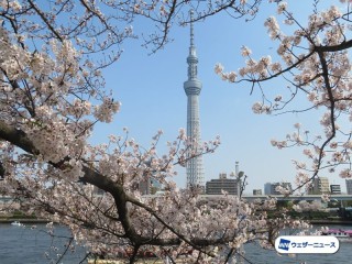 松が岬公園の桜 名所情報21 山形県米沢市 桜開花 名所情報 ウェザーニュース